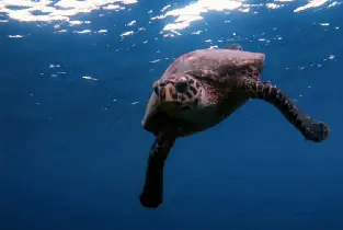 皮皮島5次潛水（PADI五星級潛水中心）