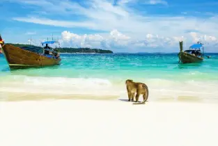 Coral Island & Monkey Island Private Day Tour