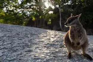 Key Largo Stalactite Caves and Inland Wildlife Adventure Day Tour