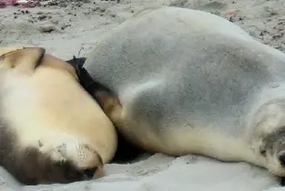 袋鼠島海豹灣與野生動物園一日遊