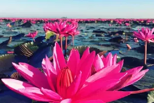 烏隆他尼紅蓮花海晨間遊船體驗