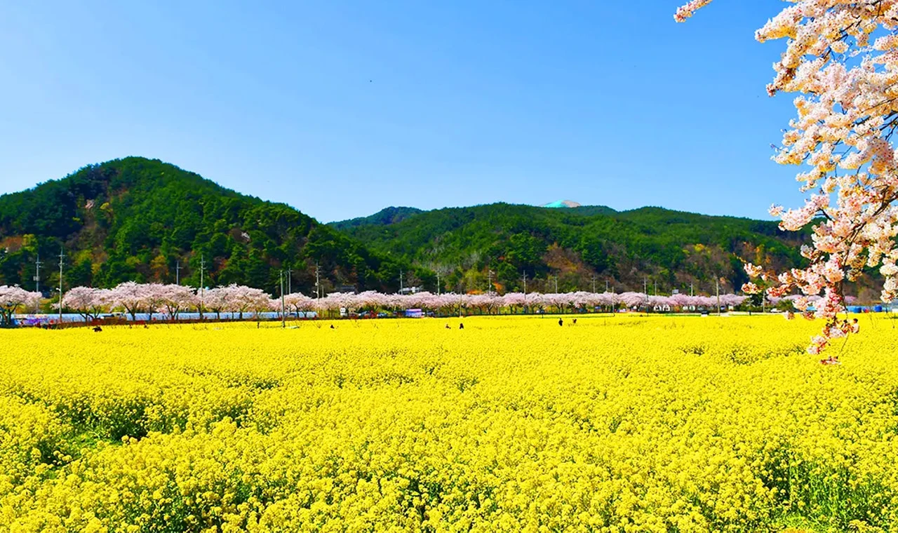 大圖