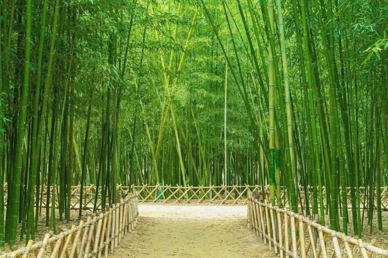 大圖