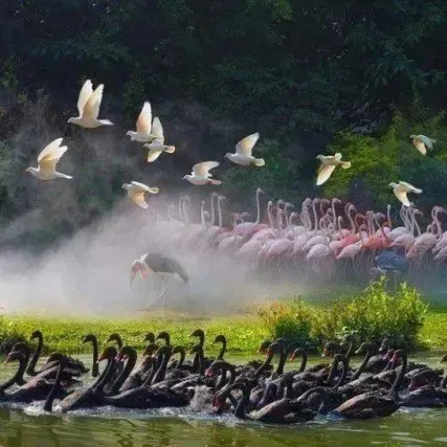 大圖
