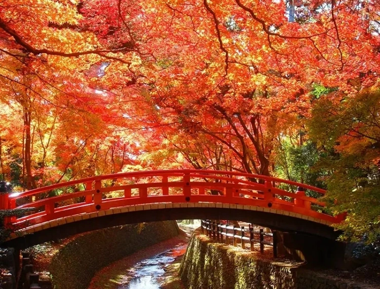 大圖